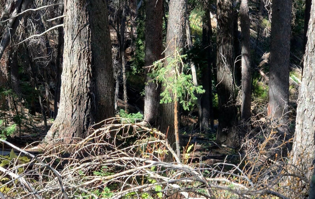 Where Rubber Meets The Trail - Pre-season scouting strategies