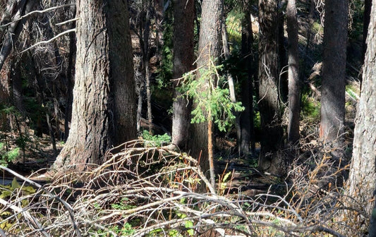 Where Rubber Meets The Trail - Pre-season scouting strategies